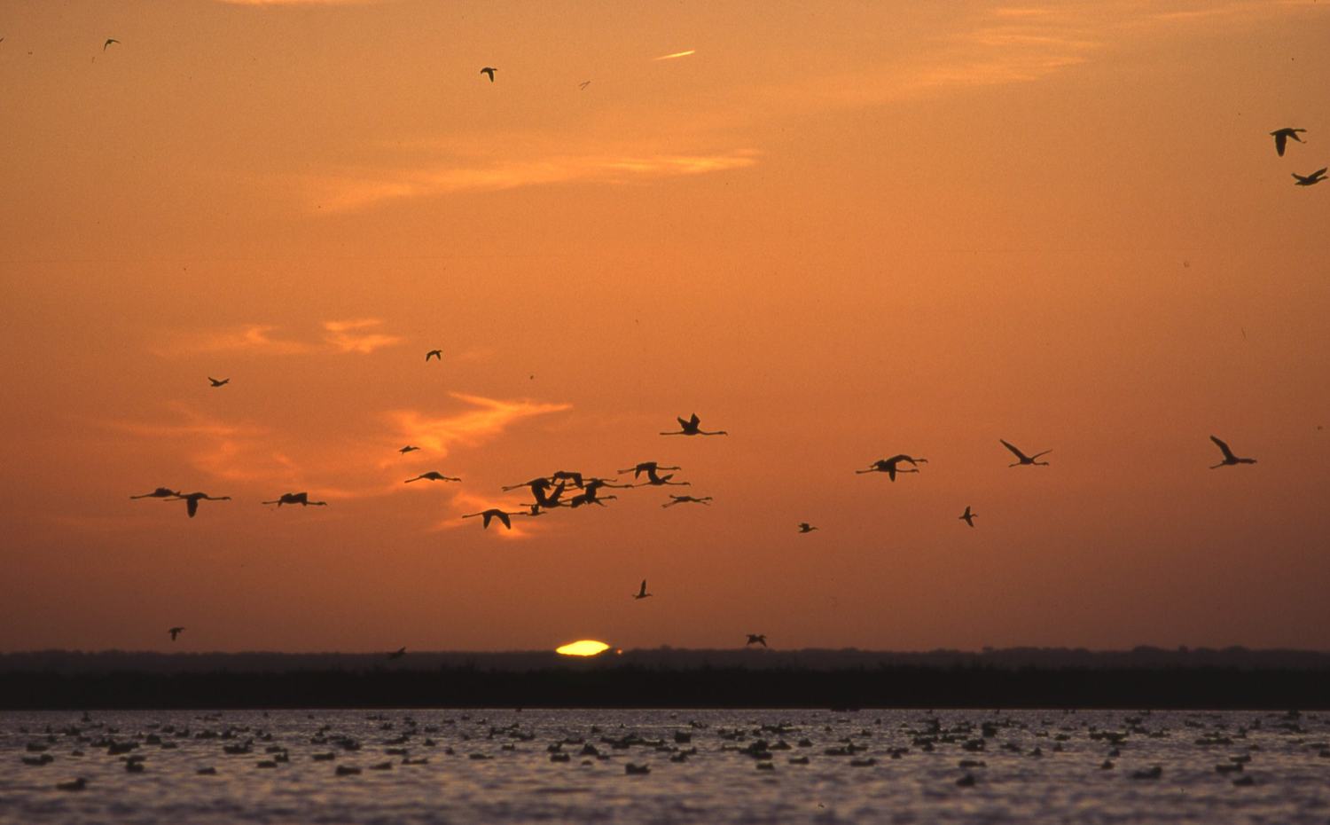 Doñana y Entorno