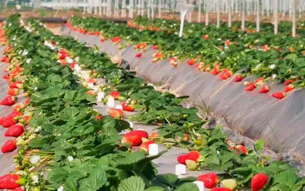 Almonte lidera un modelo de sostenibilidad con los agricultores como protagonistas
