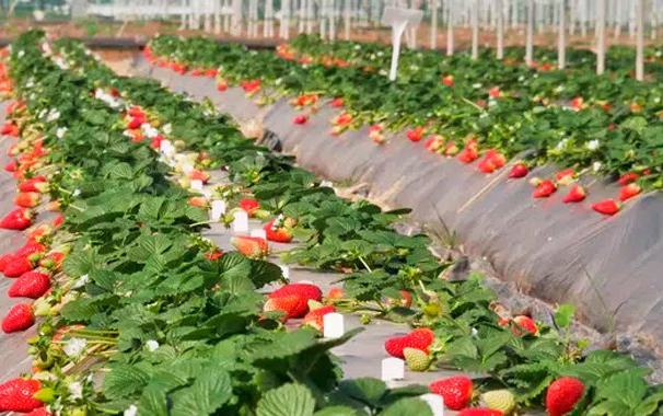 Almonte lidera un modelo de sostenibilidad con los agricultores como protagonistas