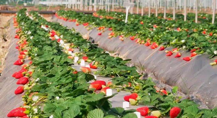 Almonte lidera un modelo de sostenibilidad con los agricultores como protagonistas