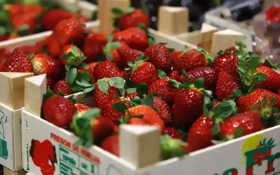El sector de los frutos rojos supera las adversidades y cierra una campaña con balance positivo