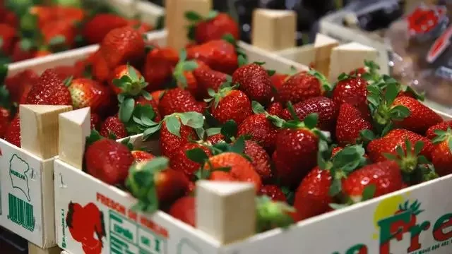 El sector de los frutos rojos supera las adversidades y cierra una campaña con balance positivo
