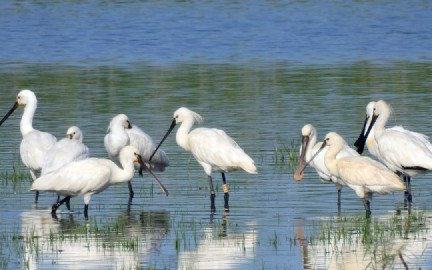 Almonte impulsa la recuperación de antiguas lagunas temporales con una inversión europea de 2,5 millones de euros