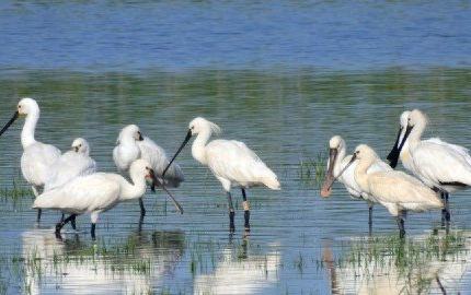 Almonte impulsa la recuperación de antiguas lagunas temporales con una inversión europea de 2,5 millones de euros