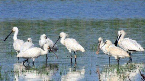 Almonte impulsa la recuperación de antiguas lagunas temporales con una inversión europea de 2,5 millones de euros