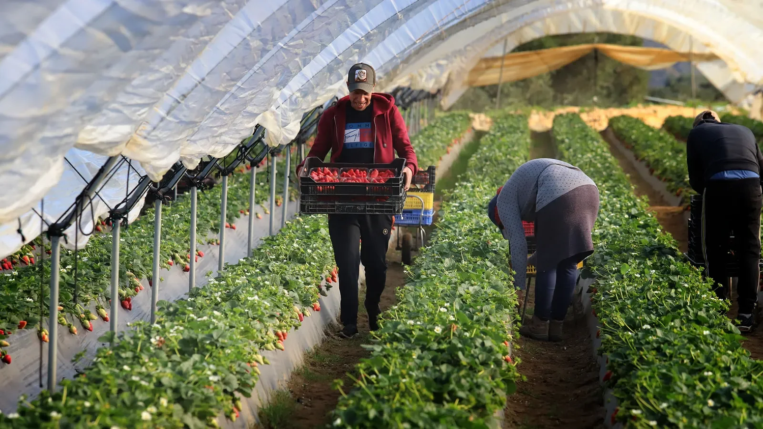 Los agricultores de Almonte lideran un proyecto pionero para anticiparse a las nuevas exigencias europeas