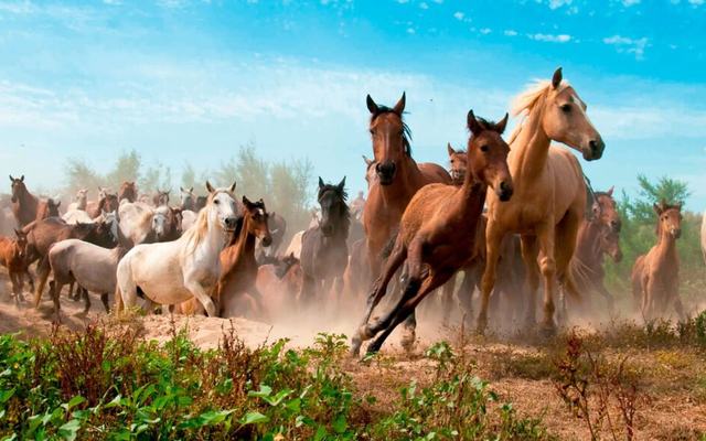 La Saca de las Yeguas 2026 vuelve a situar a Almonte en el foco de Andalucía con un espectáculo único en Europa