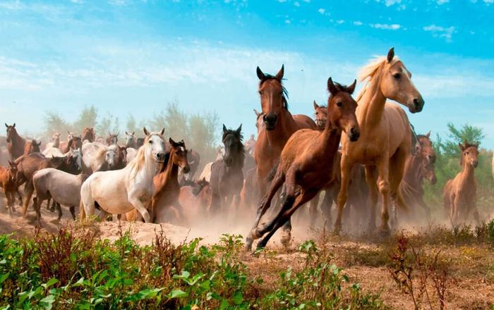 La Saca de las Yeguas 2026 vuelve a situar a Almonte en el foco de Andalucía con un espectáculo único en Europa