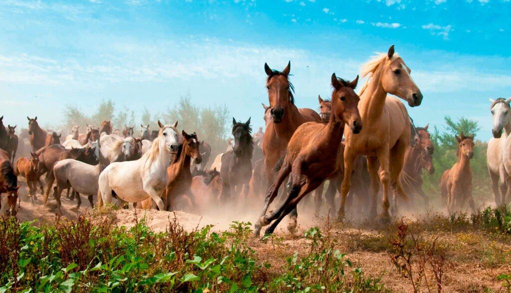 La Saca de las Yeguas 2026 vuelve a situar a Almonte en el foco de Andalucía con un espectáculo único en Europa