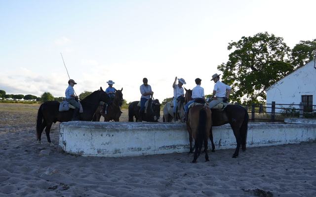 Más de 1.500 cabezas de ganado ya entran en El Rocío en uno de los momentos más esperados de la Saca de las Yeguas