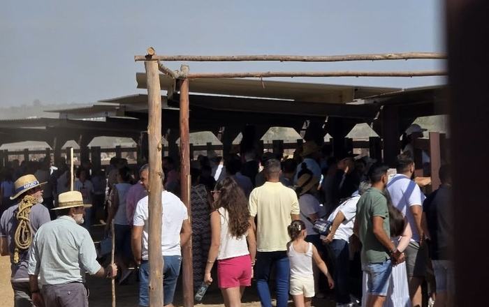 La Feria Agroganadera de Almonte arranca con una gran respuesta de público y el orgullo por la raza marismeña