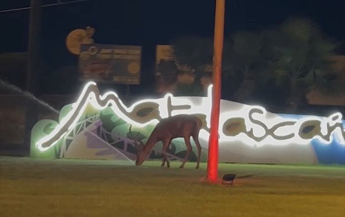 Un ciervo convierte la entrada de Matalascañas en una imagen que enamora a miles de personas