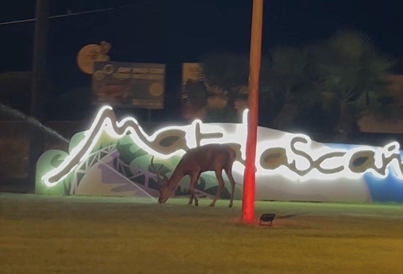Un ciervo convierte la entrada de Matalascañas en una imagen que enamora a miles de personas