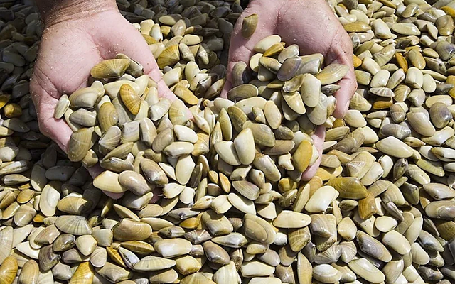 Un manjar con sabor a mar y dunas: la coquina de Doñana, el tesoro gastronómico de la costa de Almonte