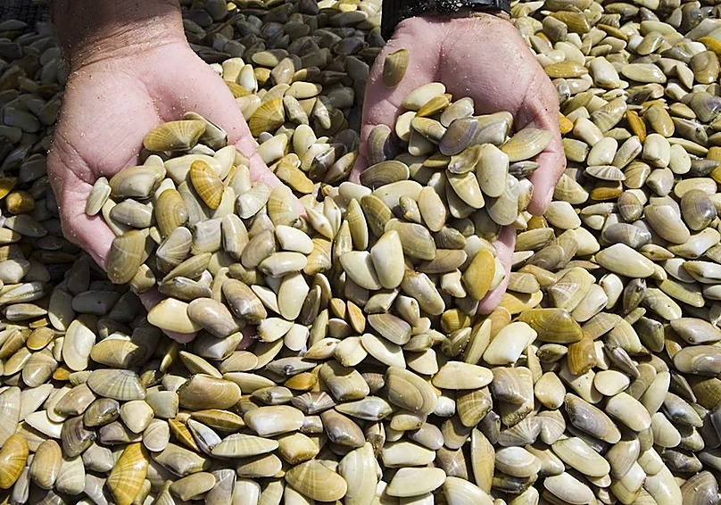 Un manjar con sabor a mar y dunas: la coquina de Doñana, el tesoro gastronómico de la costa de Almonte