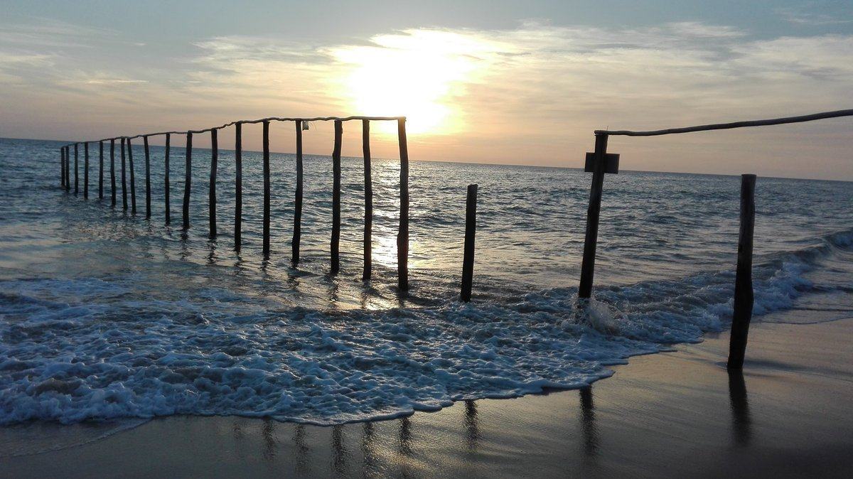 La frontera más bella del Atlántico: los emblemáticos “palos” de Matalascañas, la puerta de entrada a Doñana