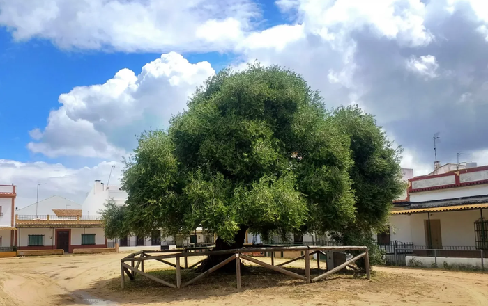 El hilo invisible de la historia: del aceite de los gladiadores de Roma al latido verde del Acebuchal de El Rocío