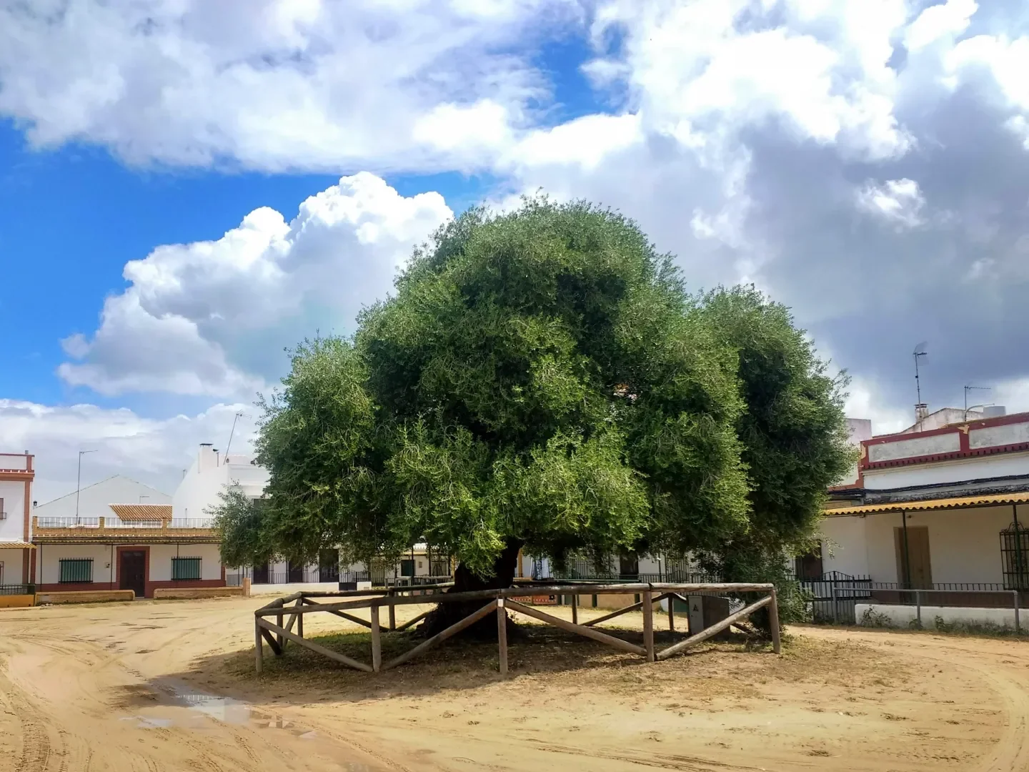 El hilo invisible de la historia: del aceite de los gladiadores de Roma al latido verde del Acebuchal de El Rocío