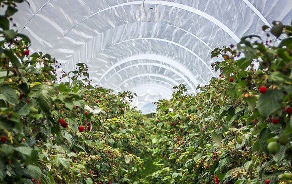 Almonte impulsa el agua regenerada para garantizar el futuro de su agricultura