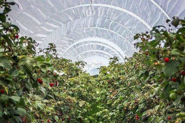 Almonte impulsa el agua regenerada para garantizar el futuro de su agricultura