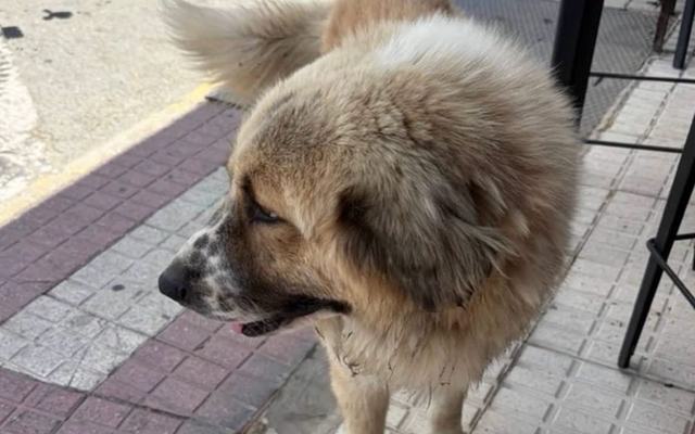 Un llamamiento urgente para salvar una vida: buscan desesperadamente al perro abandonado que lleva días deambulando por Almonte