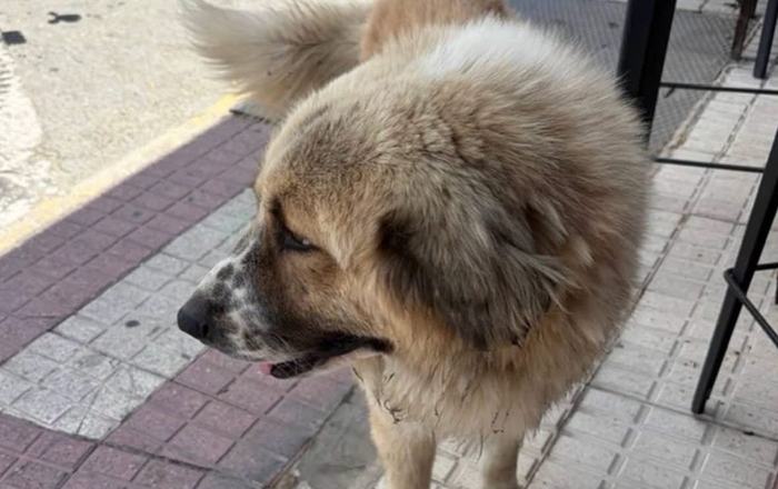 Un llamamiento urgente para salvar una vida: buscan desesperadamente al perro abandonado que lleva días deambulando por Almonte