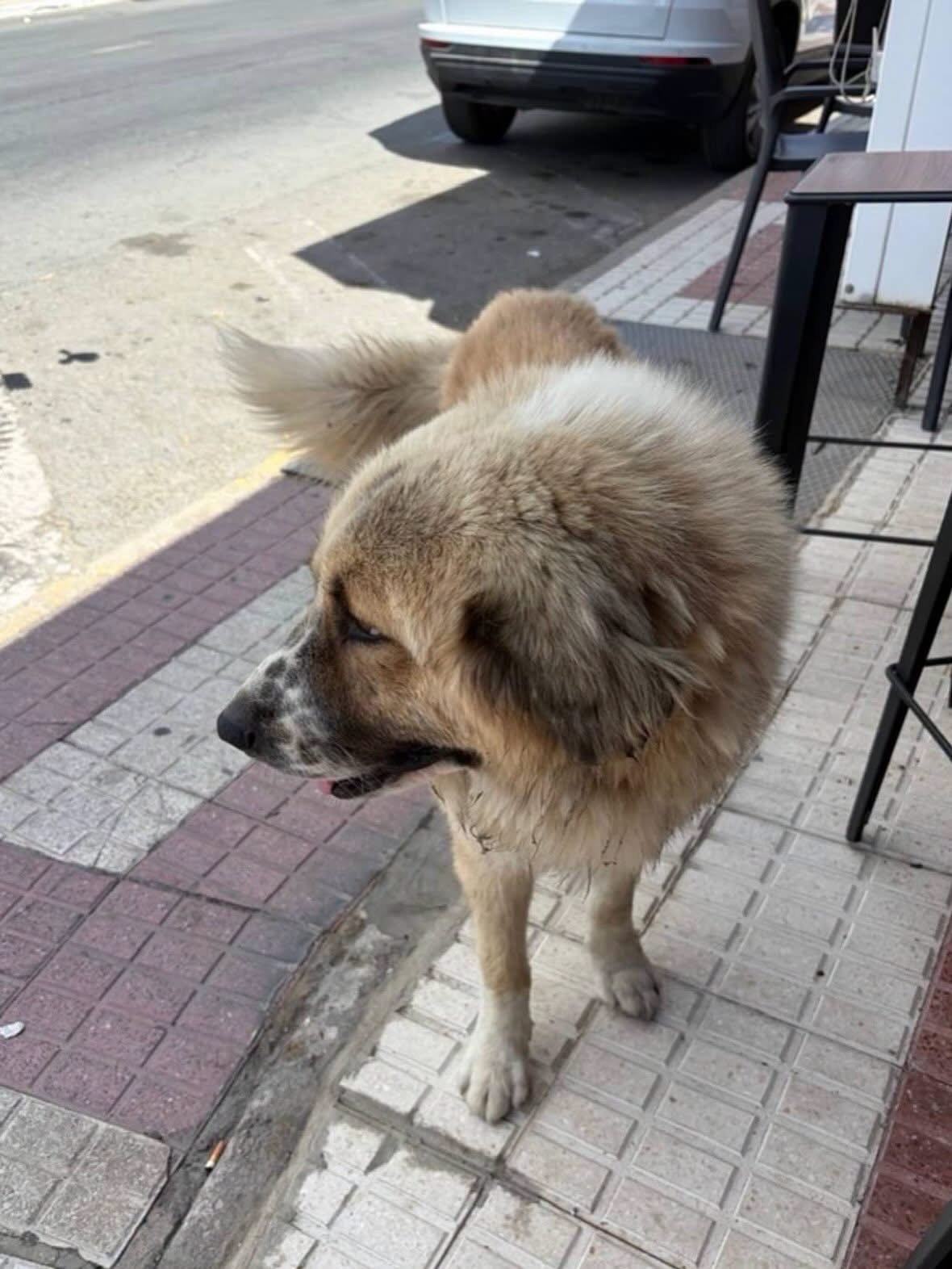 Un llamamiento urgente para salvar una vida: buscan desesperadamente al perro abandonado que lleva días deambulando por Almonte