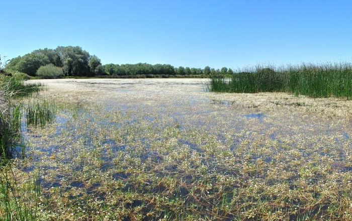 Almonte recupera sus antiguas lagunas temporales con una inversión europea de 2,5 millones de euros