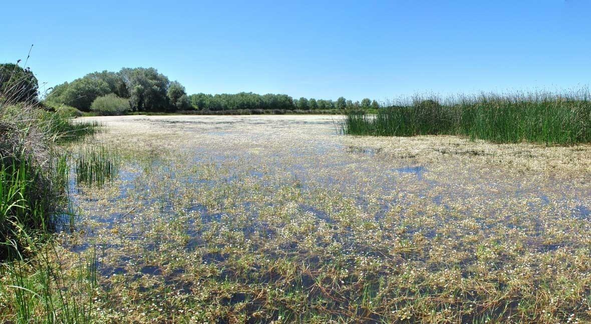 Almonte recupera sus antiguas lagunas temporales con una inversión europea de 2,5 millones de euros