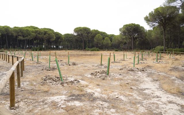 Almonte recupera cuatro lagunas temporales y refuerza la protección del entorno de Doñana