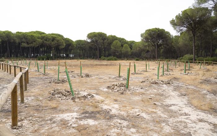 Almonte recupera cuatro lagunas temporales y refuerza la protección del entorno de Doñana