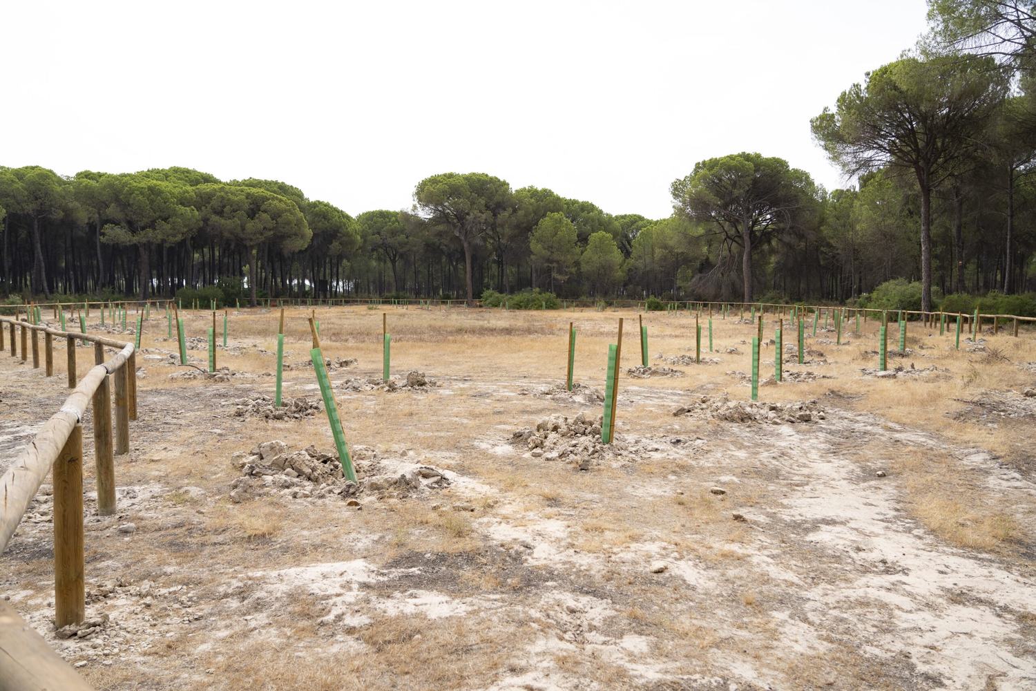 Almonte recupera cuatro lagunas temporales y refuerza la protección del entorno de Doñana