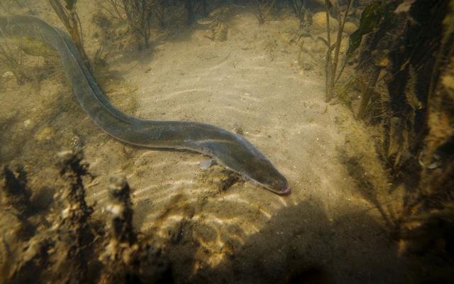 La odisea de la anguila en Doñana: el viaje imposible del pez que convirtió El Rocío en un histórico enclave pesquero