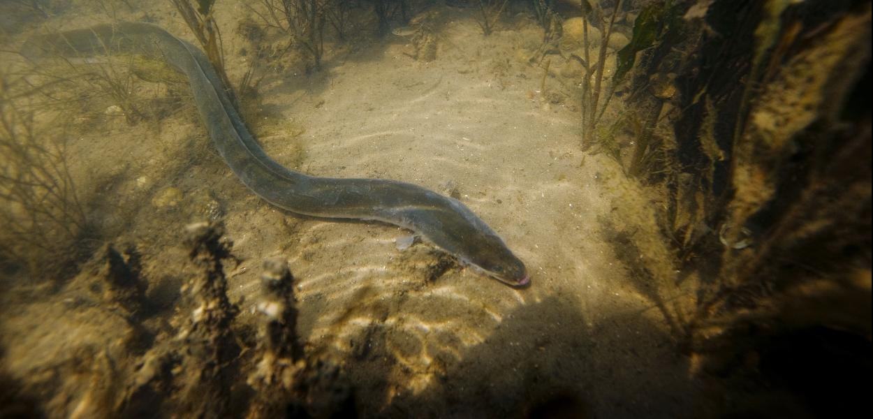 La odisea de la anguila en Doñana: el viaje imposible del pez que convirtió El Rocío en un histórico enclave pesquero