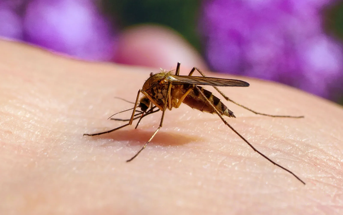 Pequeños gestos que ayudan a protegerte frente a los mosquitos