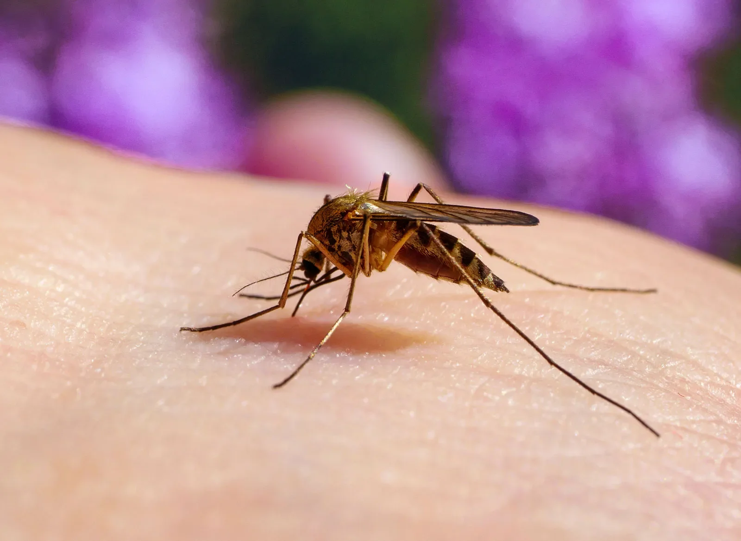 Pequeños gestos que ayudan a protegerte frente a los mosquitos