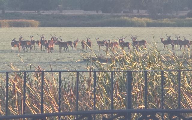 La berrea se adelanta en El Rocío y deja una espectacular estampa a las puertas de Doñana