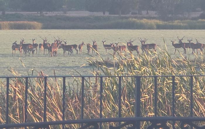 La berrea se adelanta en El Rocío y deja una espectacular estampa a las puertas de Doñana