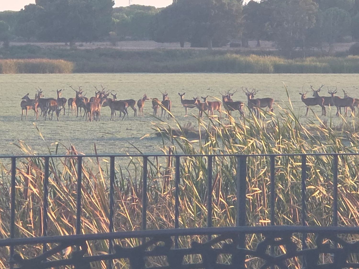 La berrea se adelanta en El Rocío y deja una espectacular estampa a las puertas de Doñana