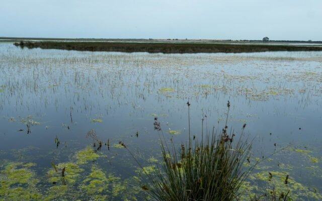 La recuperación del acuífero de La Rocina permite levantar las restricciones de riego a los agricultores de Almonte