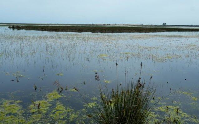 La recuperación del acuífero de La Rocina permite levantar las restricciones de riego a los agricultores de Almonte