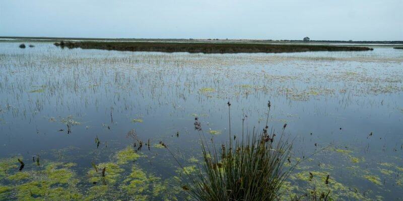 La recuperación del acuífero de La Rocina permite levantar las restricciones de riego a los agricultores de Almonte